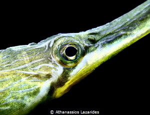 Close up of Syngnathus typhle from Oslo fjord. Canon G16 ... by Athanassios Lazarides 